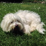 Coton de Tuléar, Roky - Coton de Tuléar