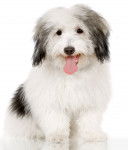 Photo Coton de Tuléar