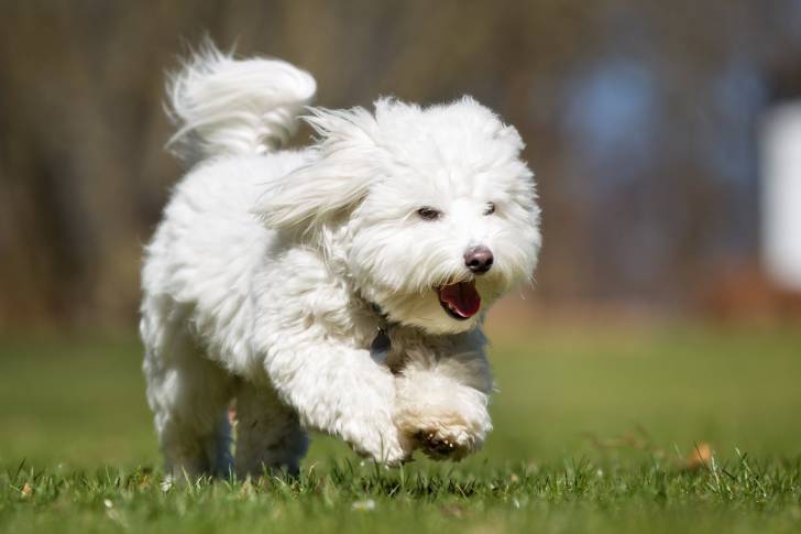 Chien Blanc 30 Belles Races De Chiens Blancs Chien Blanc 30 Belles Races De Chiens Blancs