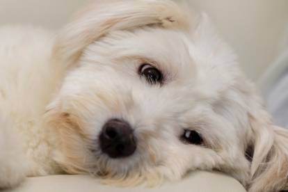 Un Coton de Tuléar triste, allongé sur un lit