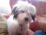 coton de tulear - axy - Coton de Tuléar