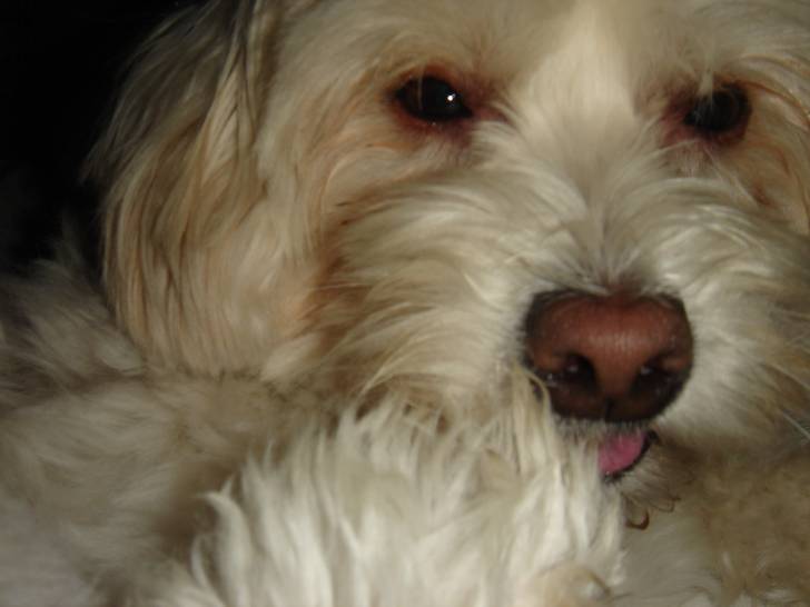 baxter - Coton de Tuléar Mâle (2 ans)