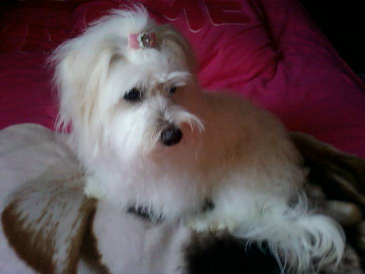 Gipsy - Coton de Tuléar Femelle (2 ans)