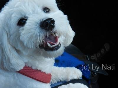 Teddy - Coton de Tuléar Mâle (2 ans)