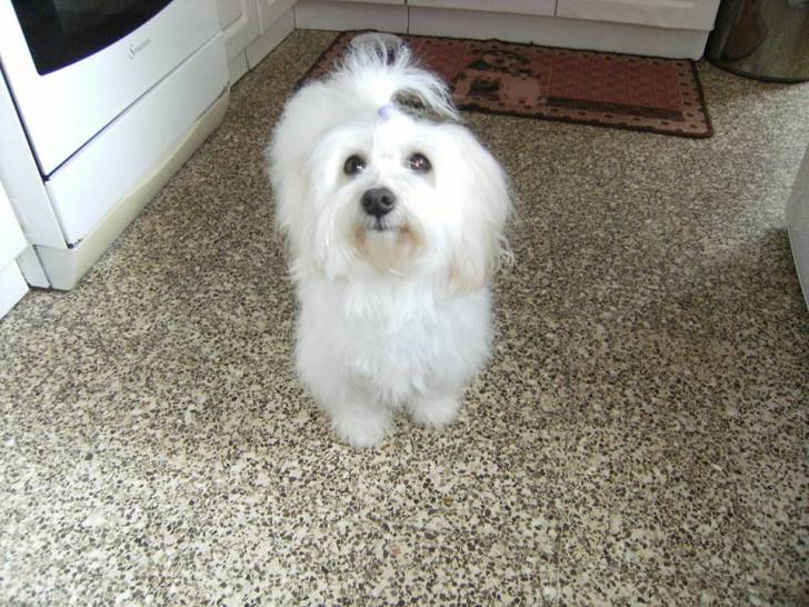 Gipsy - Coton de Tuléar Femelle (3 ans)