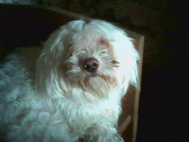 melodie coton de tulear - Coton de Tuléar