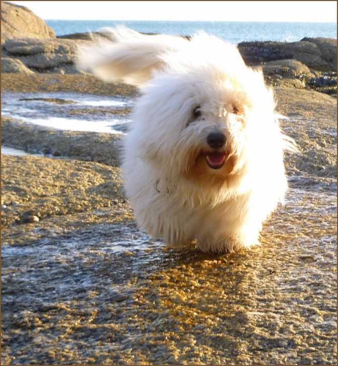 Monsieur Gaspadinn à la mer - Coton de Tuléar Mâle (7 mois)