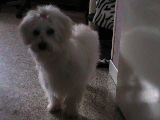 Gipsy - Coton de Tuléar Femelle (2 ans)