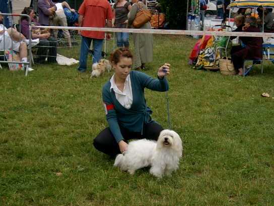 Coton de tuléar Balzac - Coton de Tuléar