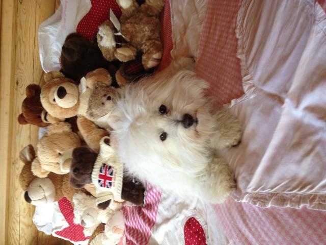 Coton de Tuléar, Roky - Coton de Tuléar Mâle