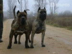 dogo canario sixby - Dogo Canario