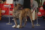 Photo Dogo Canario