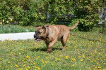 Photo Dogo Canario