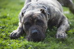 Photo Dogo Canario