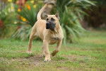 Photo Dogo Canario