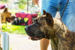 Photo Dogo Canario