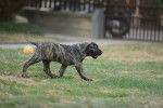 Photo Dogo Canario