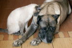 Photo Dogo Canario