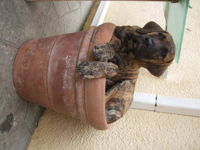 DOGO CANARIO BAMBOU ( BAY)3 mois - Dogo Canario