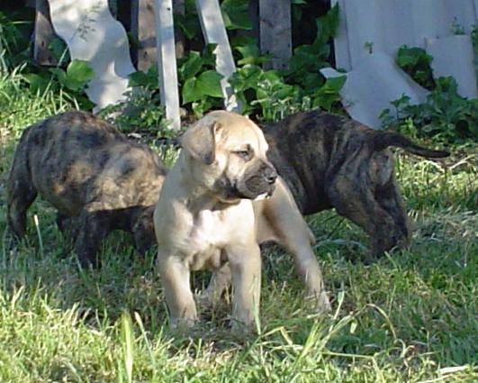 dogo-canario baby family - Dogo Canario