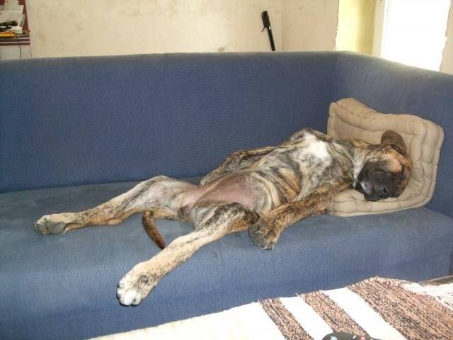 DOGO CANARIO BAMBOU ( BAY)3 mois /siesta - Dogo Canario