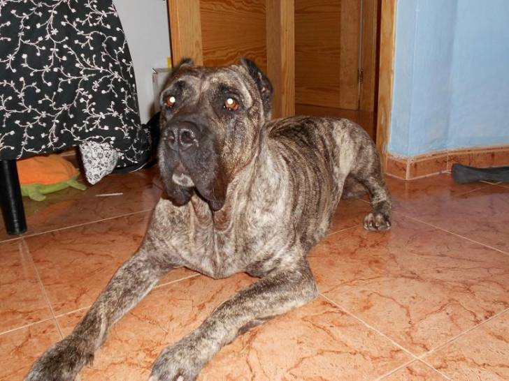 Ella(L) - Dogo Canario (5 ans)