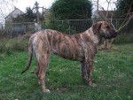 dogo canario ( bay) dit bambou 6 mois - Dogo Canario (6 mois)