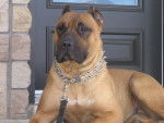 BELLA -DOGO CANARIO - Dogo Canario Femelle