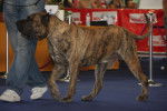 Photo Dogo Canario