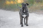 Photo Dogo Canario