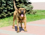 Photo Dogo Canario