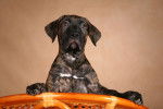 Photo Dogo Canario