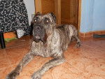 Ella(L) - Dogo Canario Femelle (5 ans)