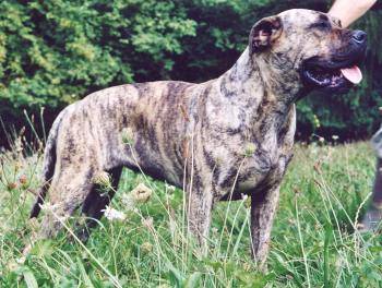 Dogo Canario - Dogo Canario