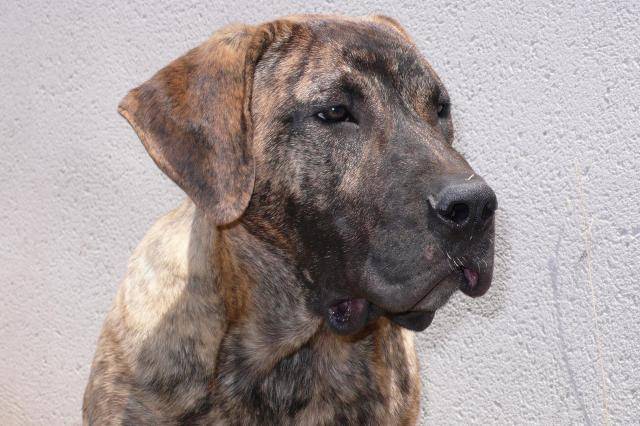 Calian de La Crique du Flojule (Dogo Canario) - Dogo Canario