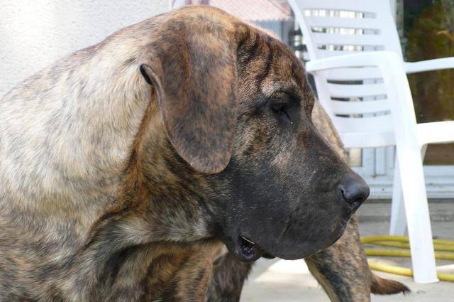 Calian de La Crique du Flojule (Dogo Canario) - Dogo Canario