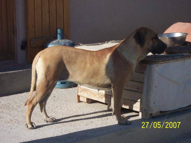 DOGO CANARIO Balder de la feuille de vigne - Dogo Canario Femelle