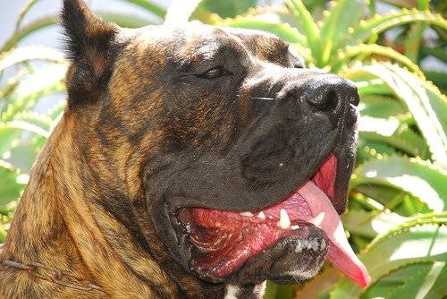 Photo Dogo Canario