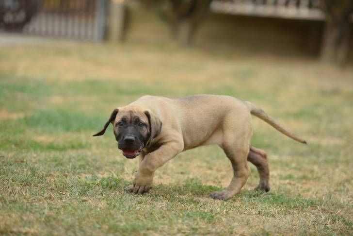 Photo Dogo Canario