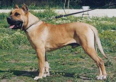 Dogo Canario - Dogo Canario