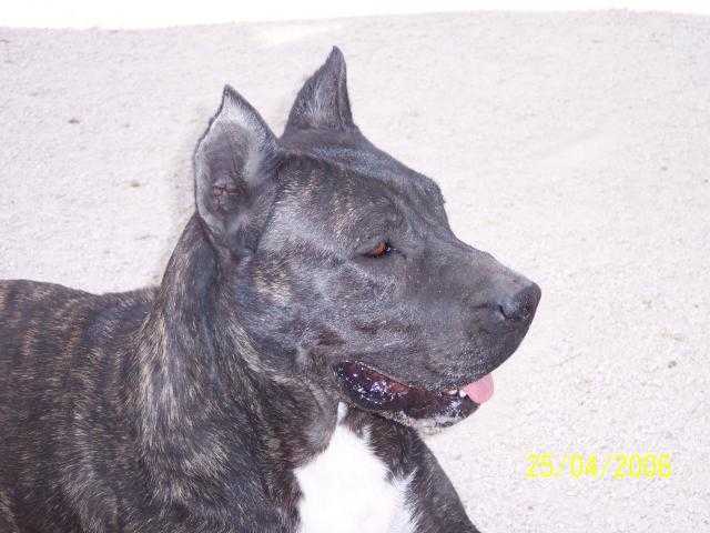 DOGO CANARIO Sherkane de l'ame des guerriers - Dogo Canario