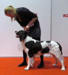 Photo Épagneul à Perdrix de Drente