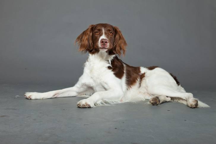 Photo Épagneul à Perdrix de Drente