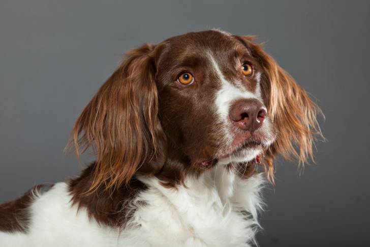 Photo Épagneul à Perdrix de Drente