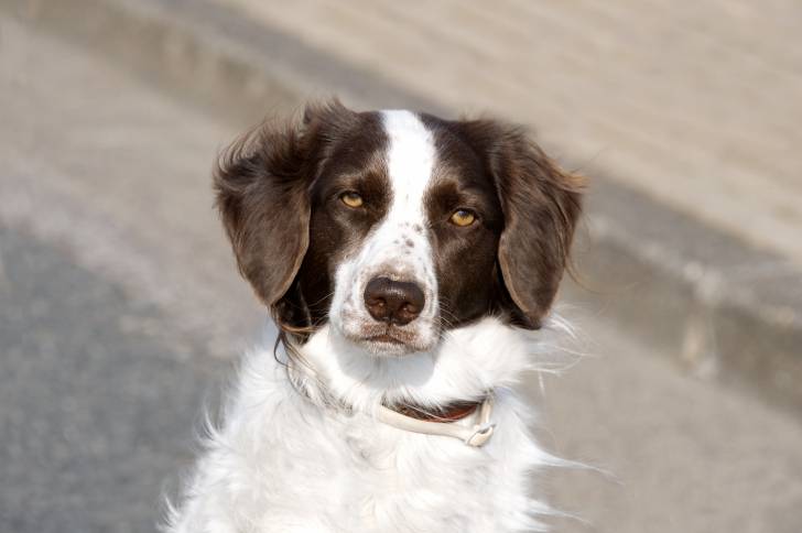 Photo Épagneul à Perdrix de Drente