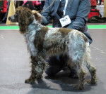 Photo Épagneul de Pont-Audemer