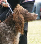 Photo Épagneul de Pont-Audemer