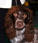 Photo Épagneul de Pont-Audemer