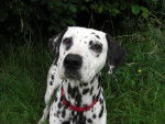 Leila - Dalmatien (6 ans)