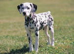 Dottie - Dalmatien